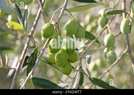 Fresh green olives growing on the tree closeup. Stock Photo