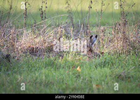 European hare (Lepus europaeus) in tall grass, Stuttgart, Rosensteinpark, Baden-Wuerttemberg, Germany, Europe Stock Photo