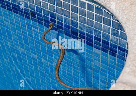 Close up from the back of A small, non-venomous baby snake swims in a pool looking for insects to feed on. The pool is made of blue tiles. and it's a Stock Photo