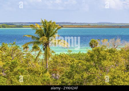 Panorama view to the Muyil Lagoon from the wooden viewpoint tower in the tropical jungle nature forest with palm trees of Sian Ka'an National park Muy Stock Photo