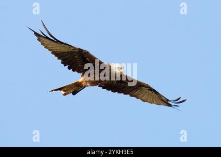 Red Kite, Milvus Milvus, Wiltshire, England Stock Photo