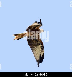 Red Kite, Milvus Milvus, Wiltshire, England Stock Photo