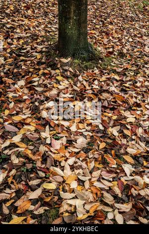 A carpet of fallen leaves lying on grass in a garden in the UK. Stock Photo