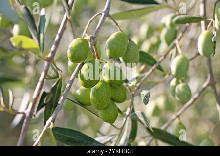 Fresh green olives growing on the tree closeup. Stock Photo