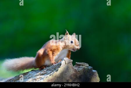 Portrait of a cute playful red squirrel standing on a tree stump, UK. Stock Photo