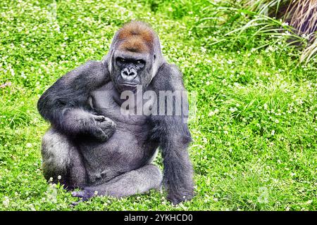 gorilla-wisdom-in-its-natural-