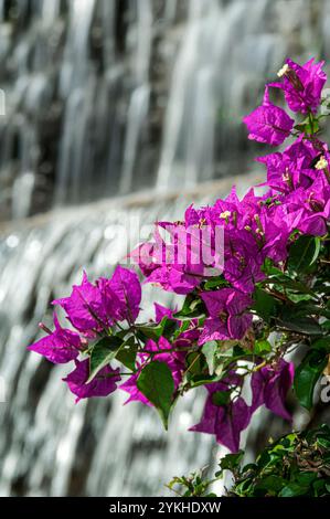 Bougainvillea waterfall sun Gran Canaria in front of a sunny garden feature waterfall portrait Exterior Palmitos Park Canary Islands Spain Stock Photo