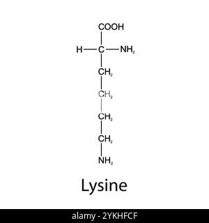 Chemical formula of lysine. Essential amino acids. Organic chemistry. Vector. Stock Vector