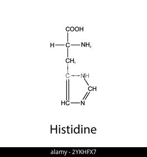 Chemical formula of histidine. Essential amino acids. Organic chemistry. Vector. Stock Vector