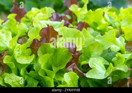 vibrant mix of green and red lettuce leaves, freshly grown, showcasing their crisp texture and natural colors, perfect for a fresh salad or healthy me Stock Photo