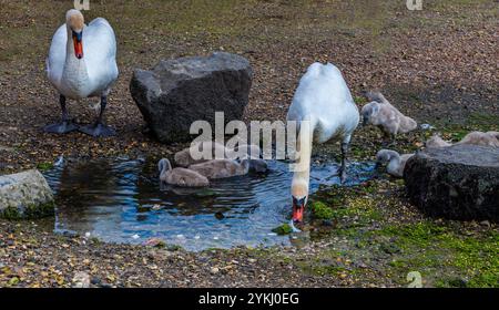 A view of swans and their young drinking in a pool of water at Bosham, West Sussex at low tide in summertime Stock Photo