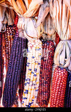 bunch of colorful dryed corn on cob. Stock Photo