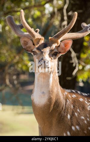 Axis Deer Stock Photo