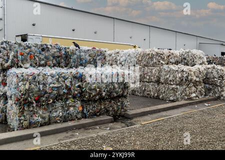 Used plastic milk bottles and cartons that have been bundled into stacked bales and ready for recycling at an industrial plastic waste recycling plant Stock Photo