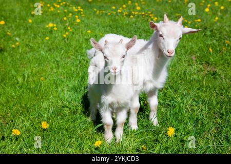 Two cute white baby goats standing on a green grass. Goat yeanlings. Goatlings. Stock Photo