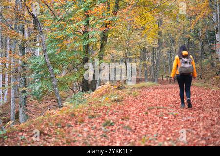 A walk in the woods on an autumn day in the cold sunshine Stock