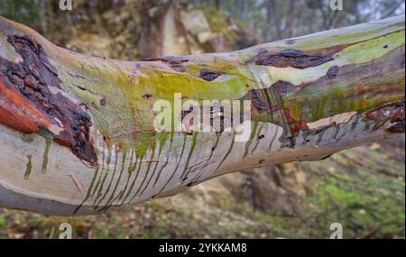 Colourful colorful green wet branch of eucalypt tree with droplets of water at Knocklofty forest reserve West Hobart, Tasmania, Australia Stock Photo