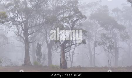 Large eucalyptus trees in mist fog cloud at Knocklofty forest reserve West Hobart, Tasmania, Australia Stock Photo