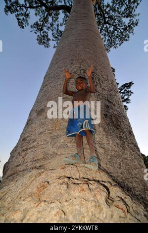 A Malagasy boy standing on a Baobab tree at the Avenue du Baobab in Western Madagascar. Stock Photo