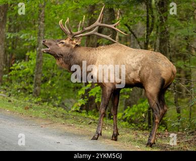 Bull Elk Bugles Along Roadside in Cataloochee Valley in the Smokies Stock Photo