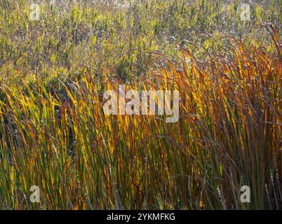 Backlit cattails with green leaves changing to gold and rust colors in the fall. Photographed in Benton Lake National Wildlife Refuge in Montana. Stock Photo