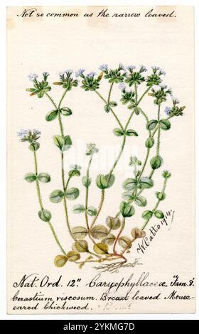 Broad-leaved Mouse-eared chickweed (Cerastium vulgatum) - William Catto Stock Photo