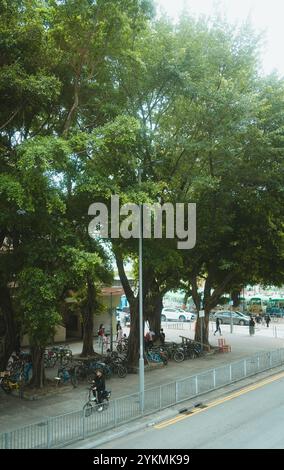 Biker under a big tree in Hong Kong: A biker rides under a big tree in a quiet neighborhood in Hong Kong Stock Photo