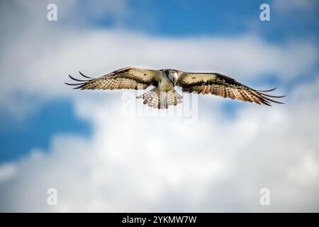 Close-up of an Osprey flying in the clouds in a blue sky Stock Photo