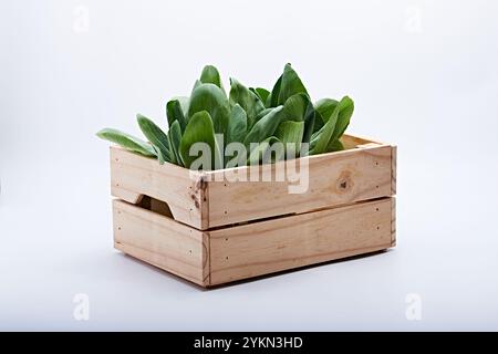 Healthy vegetable pakchoi photographed on a white background Stock Photo