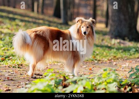 Adorable red-white rough Collie dog on a walk in the park with yellow fallen maple leaves in autumn Stock Photo