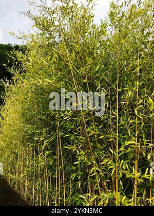 A dense bamboo grove featuring tall green stems and leaves, set against a natural outdoor backdrop, symbolizing tranquility and natural growth. Stock Photo