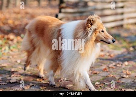 Adorable red-white rough Collie dog on a walk in the park with yellow fallen maple leaves in autumn Stock Photo