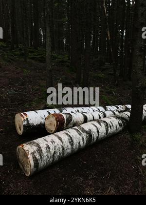 A serene view of birch logs lying on the forest floor, surrounded by lush greenery. Capturing the essence of nature and tranquility in a dense woodlan Stock Photo