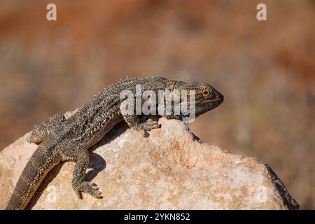 Close-up of a Central Bearded Dragon (Pogona vitticeps) basking in the sun, Dig Tree Reserve, near Innamincka, South Australia, SA, Australia Stock Photo