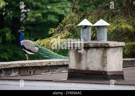 Proud peacock displaying its iridescent feathers as it walks through a zoo, Portrait of a proud blue peacock. Peafowl in zoo. Stock Photo