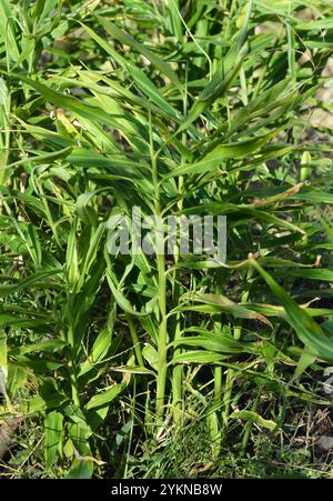 Growing Ginger plant, root ginger or Zingiber officinale in home garden. Stock Photo