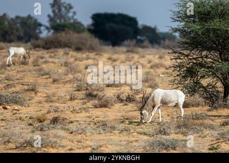 Addax Antelope, Addax nasomaculatus, Bou-Hedma National Park, Tunisia. Stock Photo