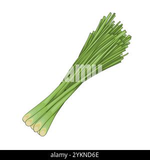 Lemongrass. A middle note in perfumery. Plant aromatic oil used to make perfumes. Fresh Lemongrass Stalks Illustration. Stock Vector