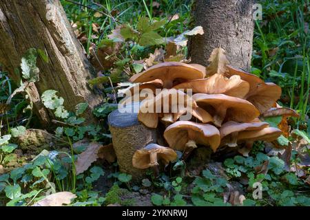 honey mushroom fungus armillaria mellea growing around tree bases zala county hungary Stock Photo