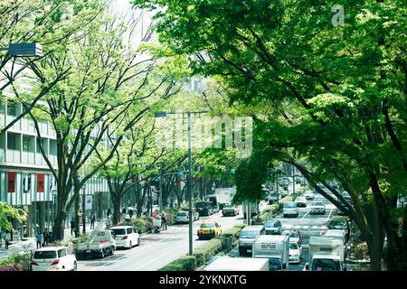 Fresh green Omotesando Stock Photo
