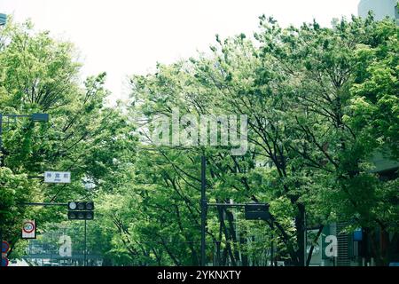 Fresh green Omotesando Stock Photo