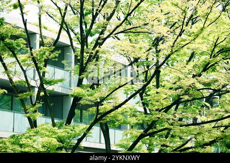 Fresh green Omotesando Stock Photo