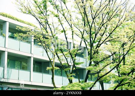 Fresh green Omotesando Stock Photo