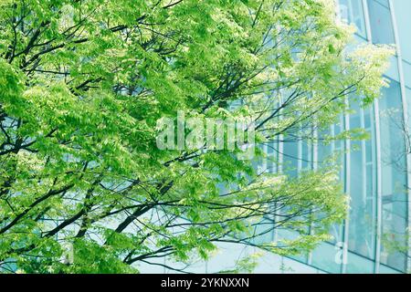 Fresh green Omotesando Stock Photo