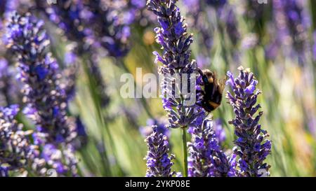 Bumblebee on the lavender flower Stock Photo