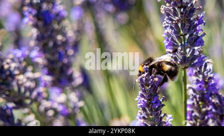 Bumblebee on the lavender flower Stock Photo