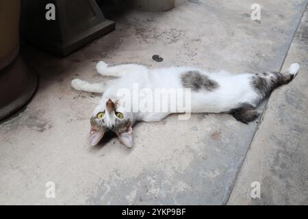 Cute white cat laying on its side looking up looking back to the camera while mouth open. A stray cat without tail short tail stretching on concrete f Stock Photo