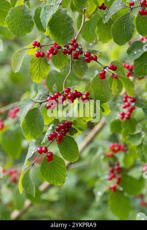 vine plants Leafy Vine | Hanging Plants | Pangea Reptile
