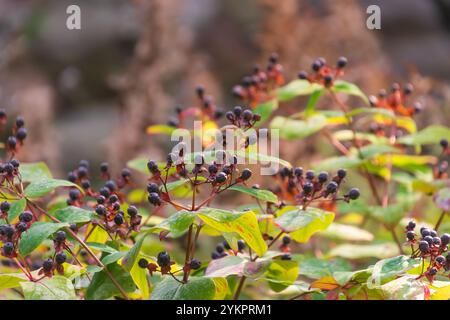 Black berries of Hypericum androsaemum. the shrubby St. John's wort, tutsan, sweet-amber. a flowering plant. Stock Photo
