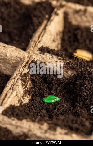 Seed in soil in cardboard cups, poured black soil into paper cups for ...